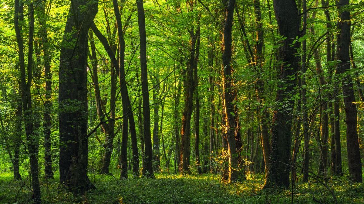 Symbolbild zum Thema "ESG - Nachhaltig investieren": ein dichter, grüner Wald.